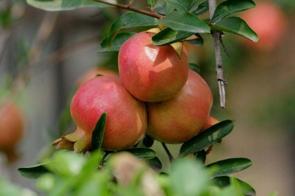 堿性土壤適合種植什么