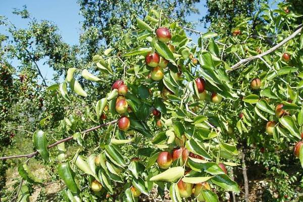 堿性土壤適合種植什么
