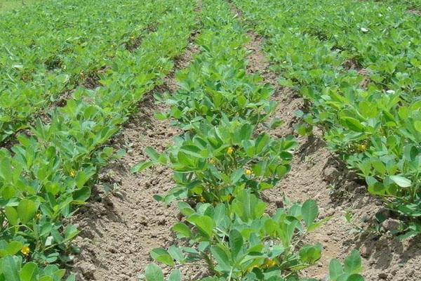 地豆種植時間和方法