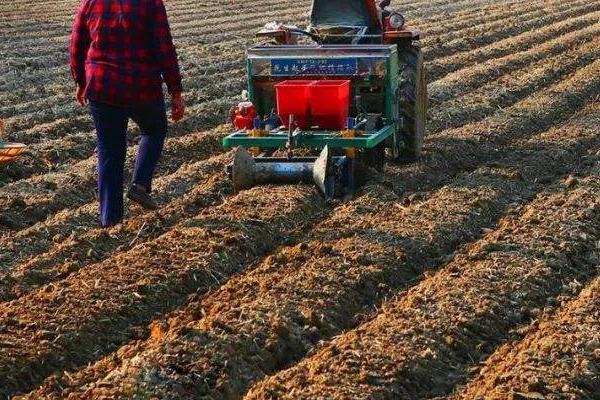 地豆種植時間和方法