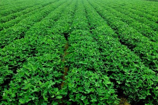 地豆種植時間和方法