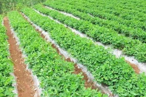 地豆種植時間和方法