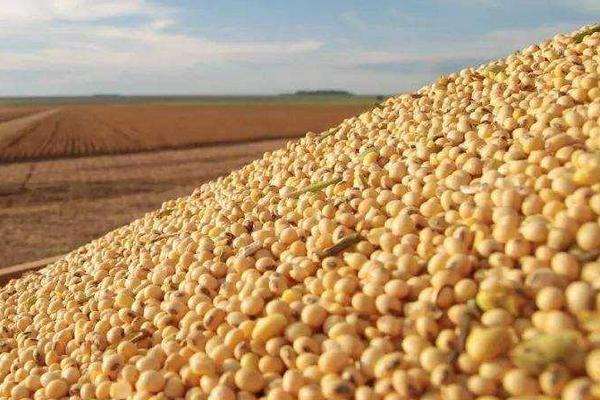 合豐50大豆品種介紹