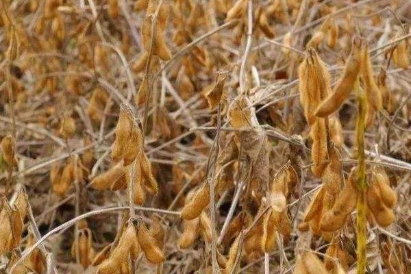 合農95大豆品種介紹