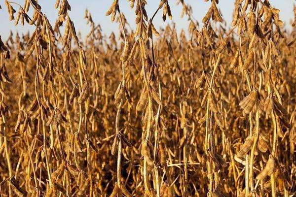 合農95大豆品種介紹