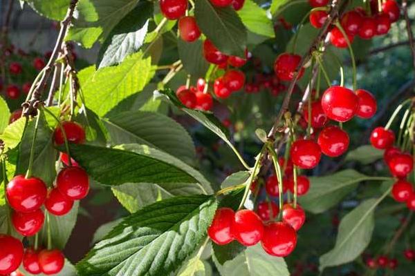 櫻桃苗種植方法