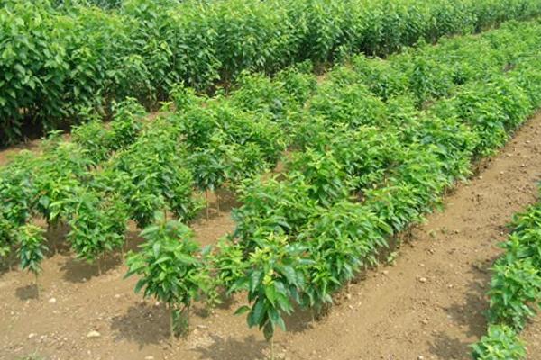 櫻桃苗種植方法