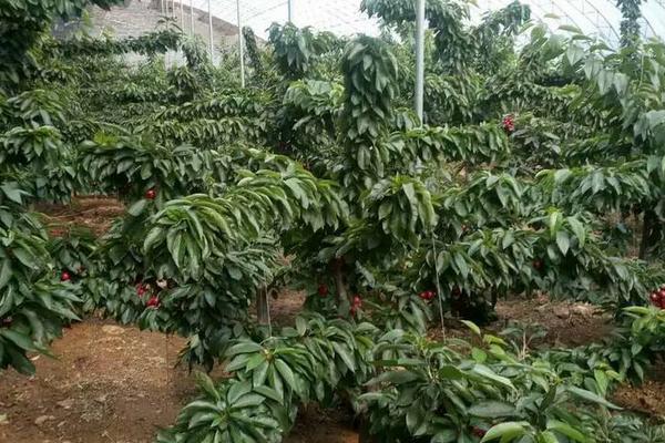 櫻桃苗種植方法