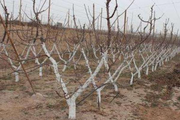 櫻桃苗種植方法