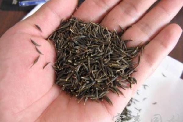 格桑花種植方法和時間