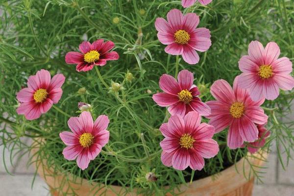 格桑花種植方法和時間