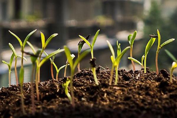 格桑花種植方法和時間