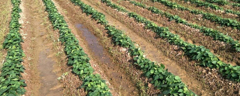 紅薯苗怎么培育