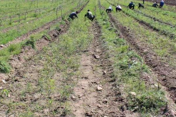 黃精種植條件和方法