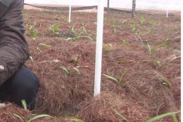 黃精種植條件和方法