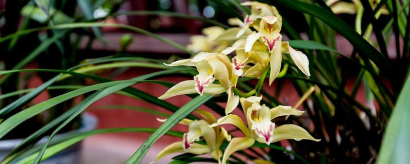 蘭花的養殖方法