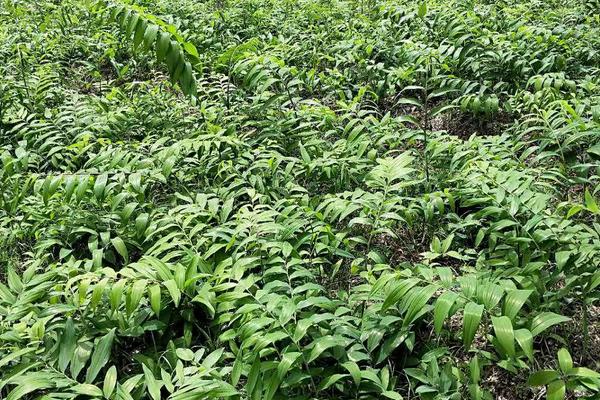 黃精種植條件和方法