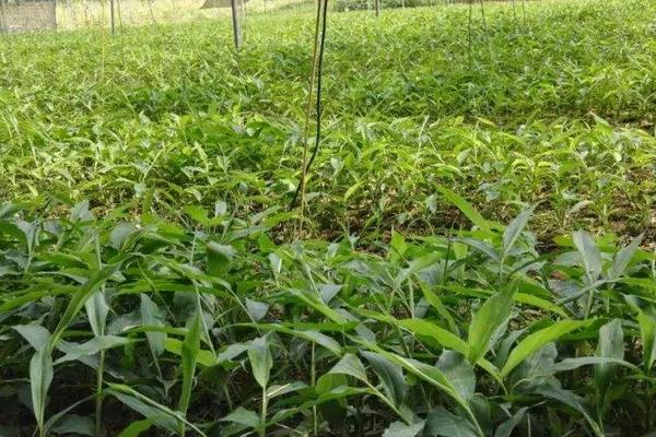 黃精種植條件和方法