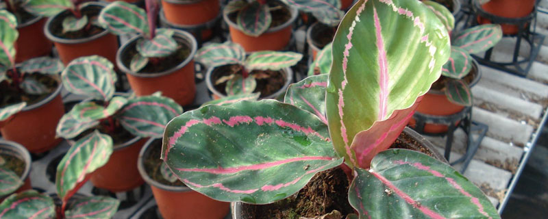 竹芋花養殖方法