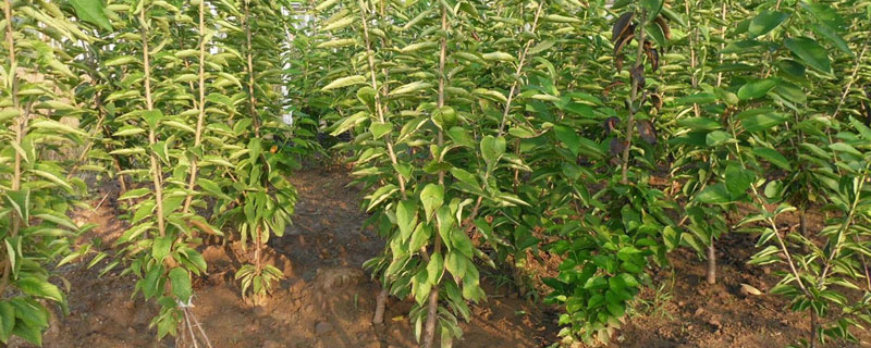 櫻桃苗種植方法