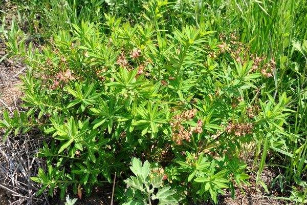 請介紹一下種植技術要我想種植地筍