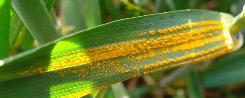 氟唑菌酰胺作用特點