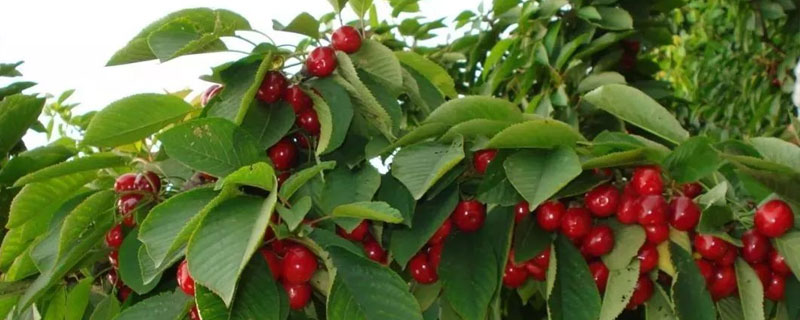 馬哈利種子種植方法