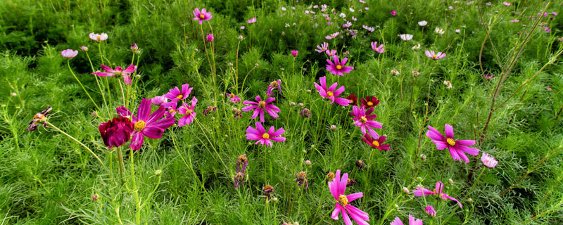 格桑花種植方法和時間