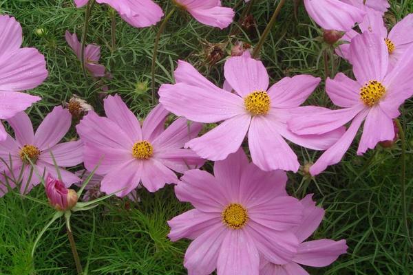 格桑花種植方法和時間