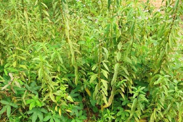 請介紹一下種植技術要我想種植地筍