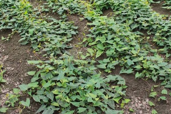 何首烏種植技術