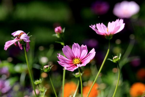 格桑花種植方法和時間