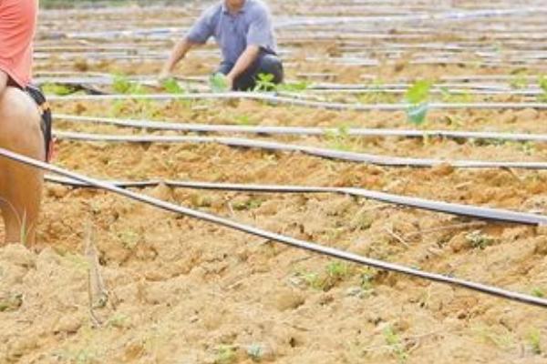 何首烏種植技術