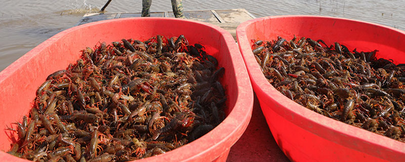 小龍蝦什么時候養殖