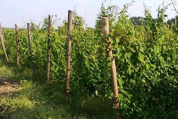 何首烏種植技術