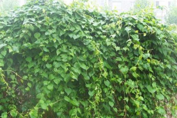 何首烏種植技術