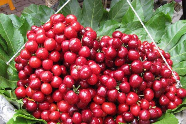 馬哈利種子種植方法