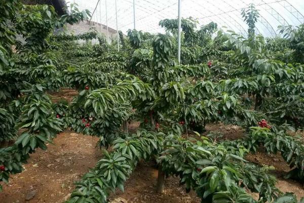 馬哈利種子種植方法