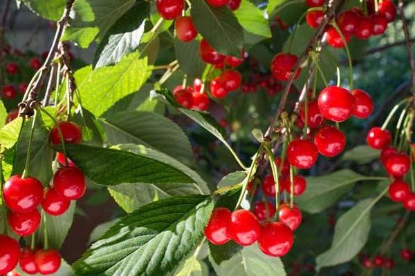 馬哈利種子種植方法