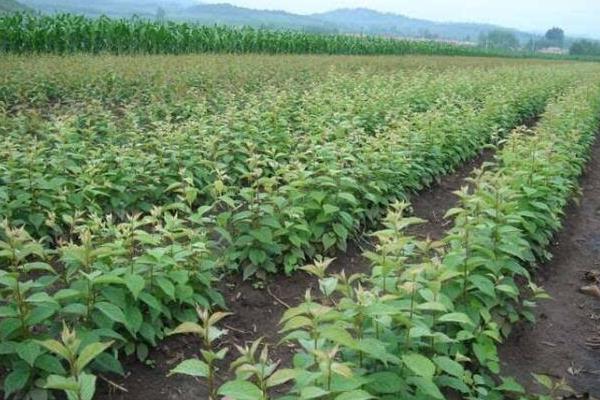 馬哈利種子種植方法