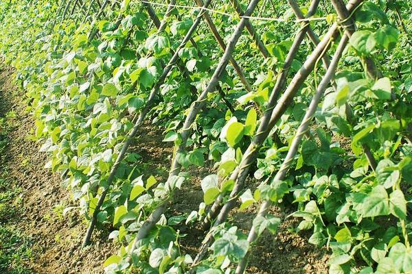 長豆角種植時間和方法