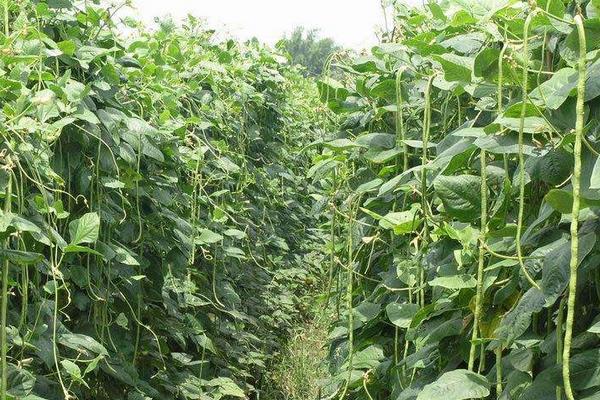 長豆角種植時間和方法