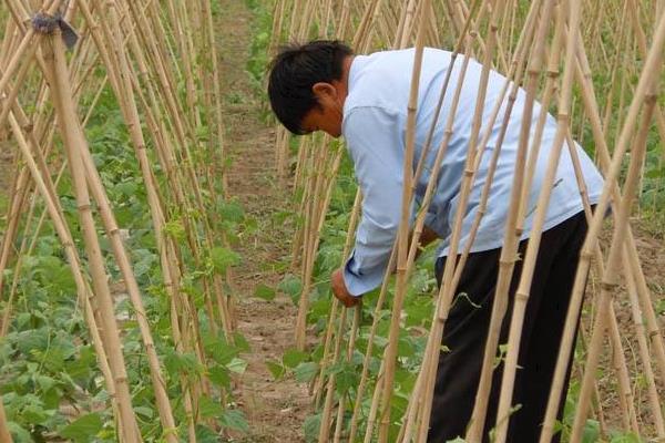 長豆角種植時間和方法