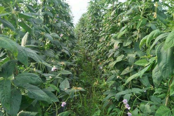 長豆角種植時間和方法