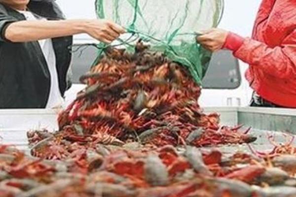 小龍蝦養殖項目