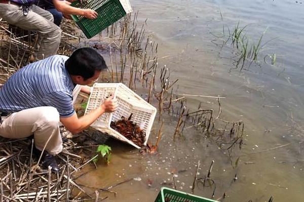 小龍蝦養殖項目