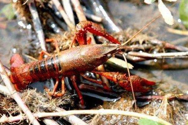 小龍蝦養殖項目