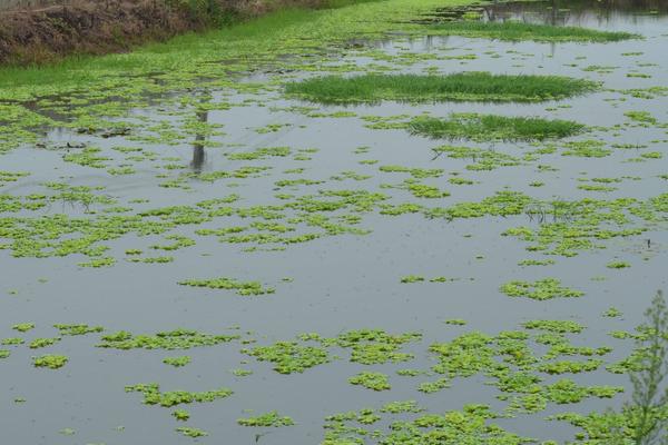 小龍蝦養殖項目