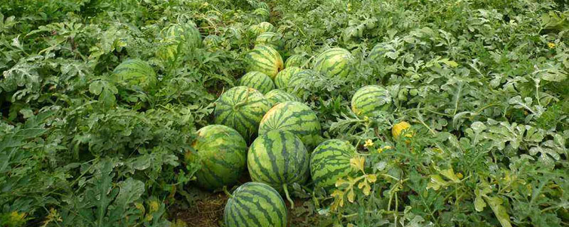 西瓜怎樣種植產量高產