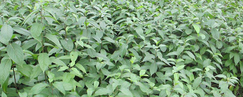 杜仲種植一畝地收益